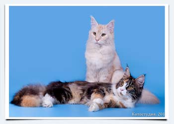 main coon cats r   
